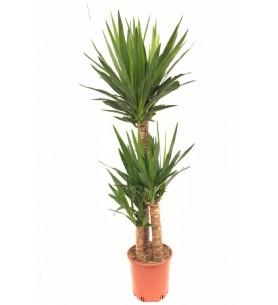 3'lü Yucca
